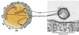 Schmallenberg Virus